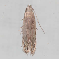 Battaristis nigratomella