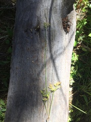 Ligusticum tenuifolium