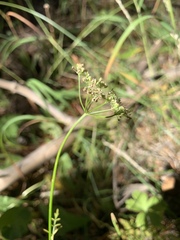 Ligusticum tenuifolium