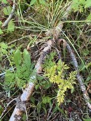 Ligusticum tenuifolium