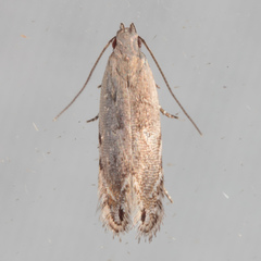 Battaristis nigratomella