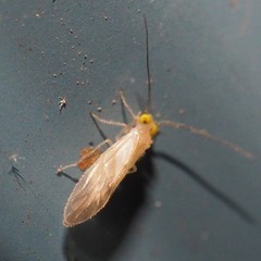 Xanthocaecilius sommermanae