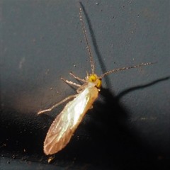 Xanthocaecilius sommermanae