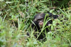 Pan troglodytes verus