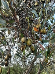 Eucalyptus dolichorhyncha