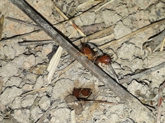 Syntermes molestus