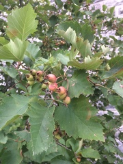Crataegus submollis