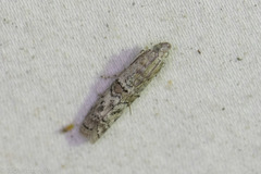 Zamagiria australella