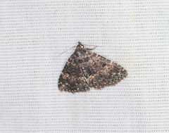 Metalectra diabolica