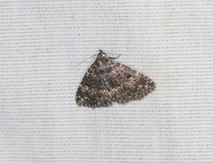 Metalectra diabolica