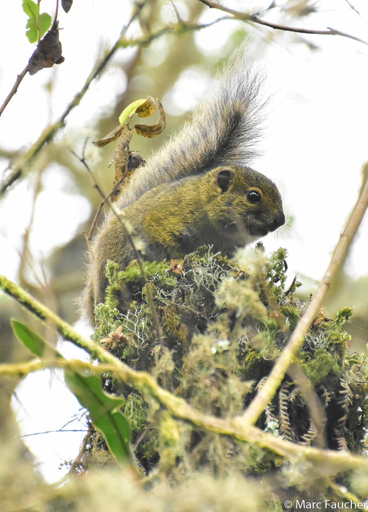 Carruther's Mountain Squirrel