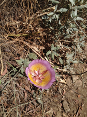Calochortus plummerae
