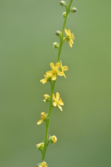Agrimonia parviflora