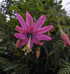 Passiflora mandonii