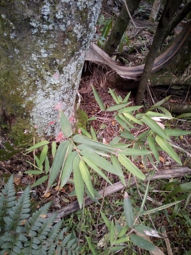 Chusquea juergensii