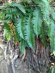 Polystichum imbricans curtum
