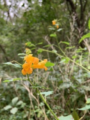 Impatiens capensis