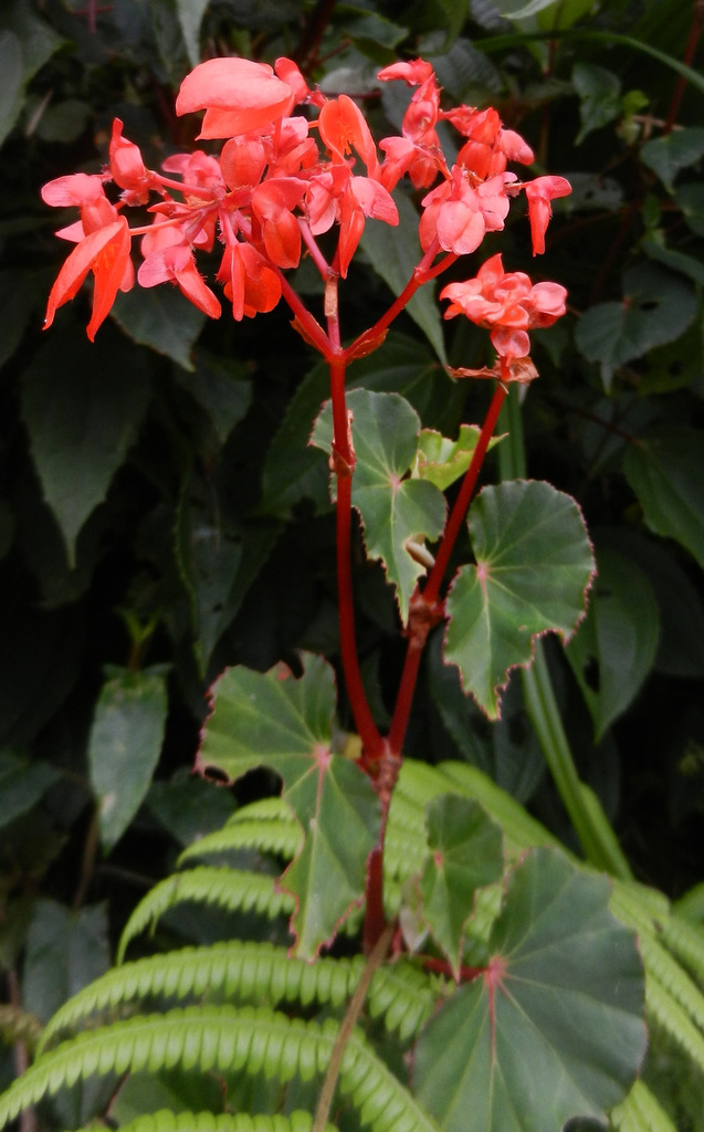 Begonia subcaudata