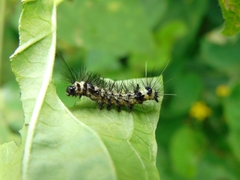 Dysschema leucophaea