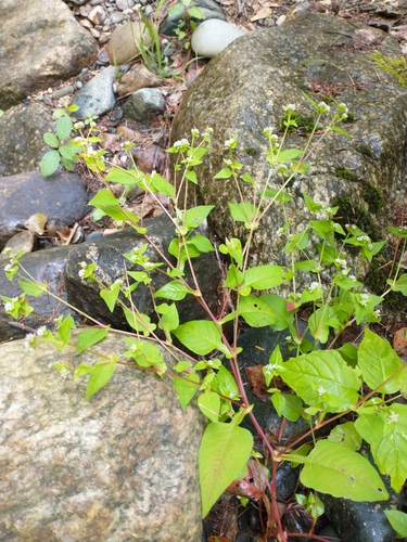 Nepal Persicaria