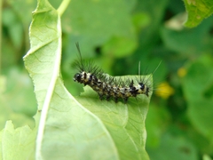 Dysschema leucophaea