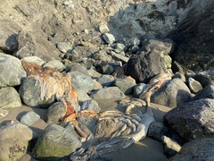 Balaenoptera physalus