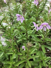 Veronica fruticulosa