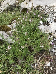 Veronica fruticulosa