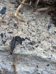 Euborellia annulipes