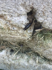 Euborellia annulipes