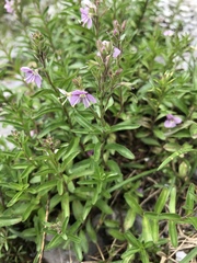 Veronica fruticulosa
