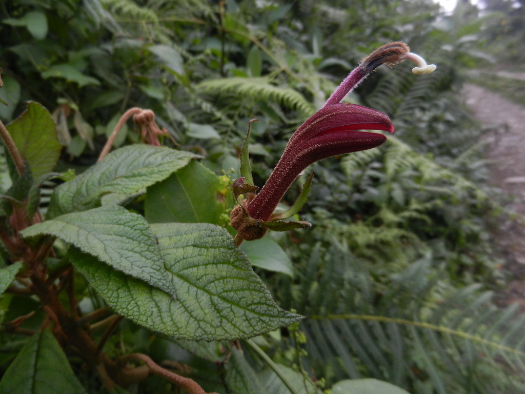 Centropogon mandonis