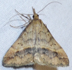 Phalaenophana extremalis