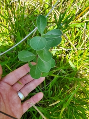 Vitex rotundifolia