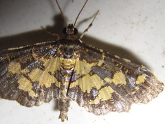 Eurrhyparodes bracteolalis