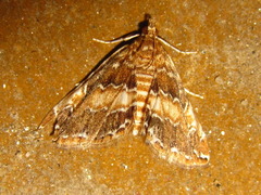 Elophila turbata