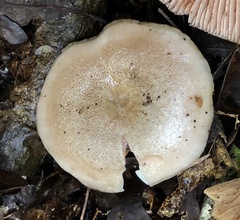 Russula eccentrica
