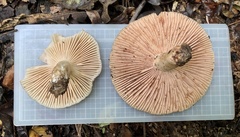 Russula eccentrica