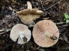 Russula eccentrica
