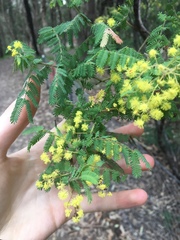 Acacia pubescens