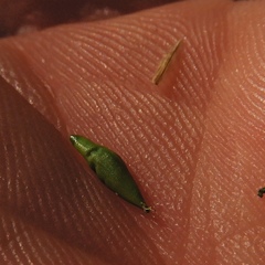 Carex debilis rudgei