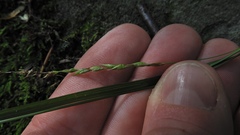 Carex debilis rudgei