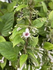 Paederia foetida