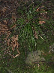 Carex debilis rudgei
