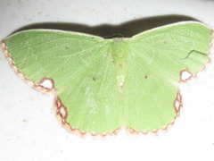 Comibaena procumbaria