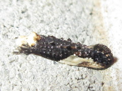 Monopis longella