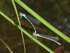 Coenagrion lanceolatum