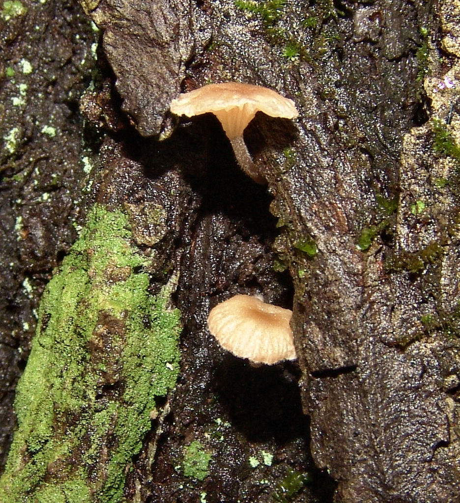 Marasmiellomycena omphaliiformis