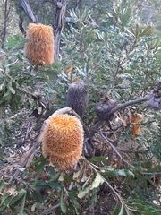 Banksia baueri