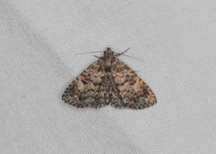 Metalectra diabolica